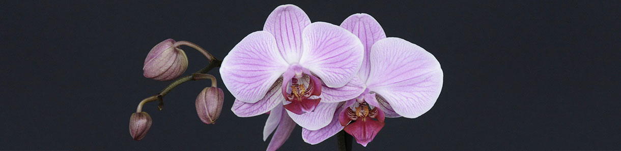 orchid